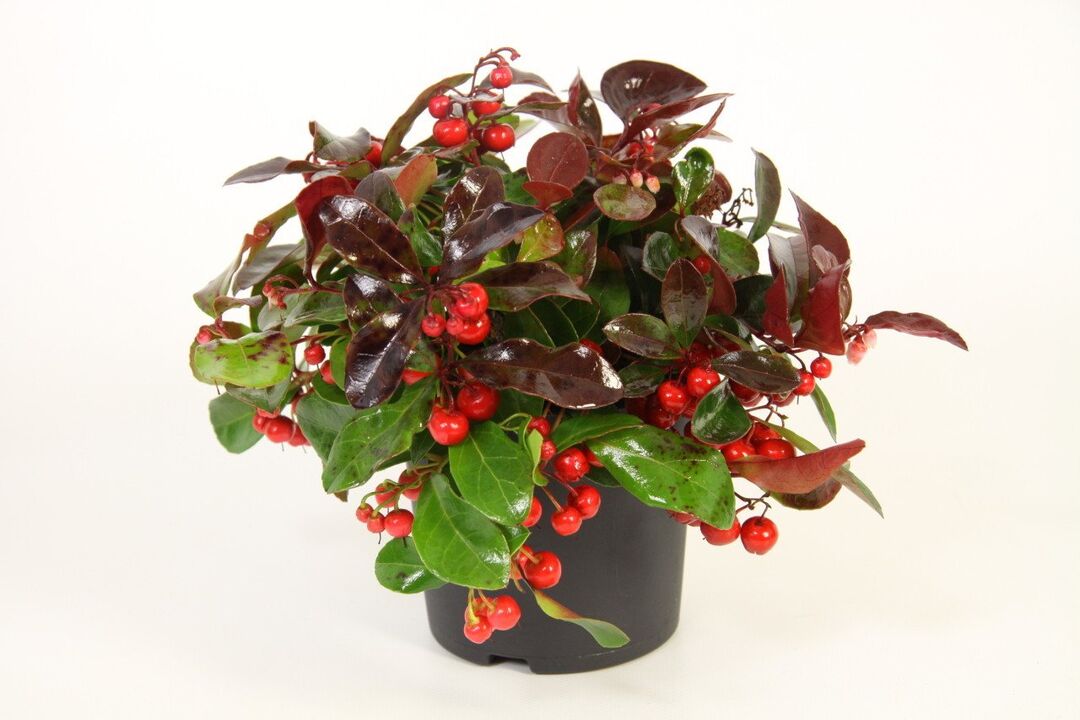 Wintergreen je glavna komponenta Osteflexa